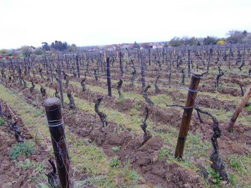 DOMAINE DE LA VERPAILLE