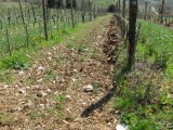 MONTERAPONI