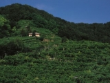 ADAMI