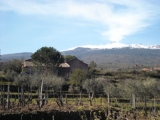 VINO DI ANNA