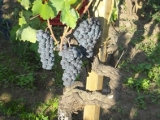 VINO DI ANNA