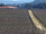 QUINTA DAS CAMELIAS