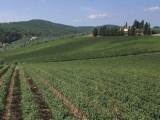 TENUTA I COLLAZZI