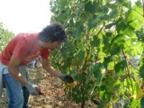 COLLESTEFANO