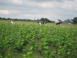 DOMAINE LA PAONNERIE
