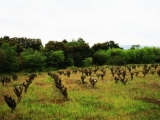 LA SORGA