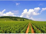 BODEGAS TORREMORON
