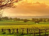 BODEGAS TORREMORON