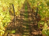 DOMAINE DE LA VERPAILLE