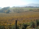 VEZZOLI