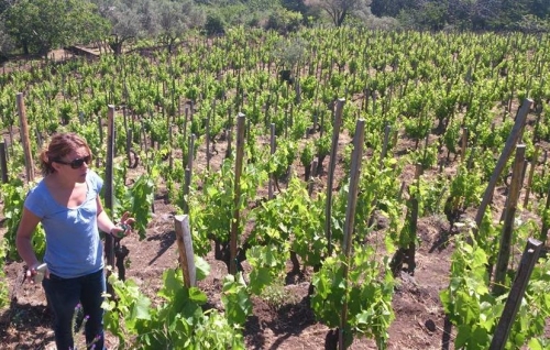 VINO DI ANNA