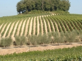TOLAINI