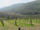 MONTE BERNARDI