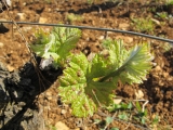 DOMAINE DE LA POULETTE