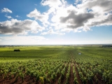 DROUHIN LAROZE