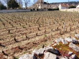 DOMAINE ODOUL-COQUARD