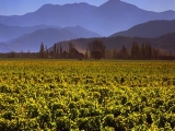 GREYWACKE