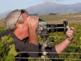 GREYWACKE