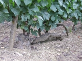 DOMAINE FOURNILLON ET FILS