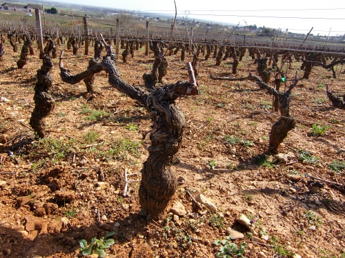 DOMAINE COLLOTTE
