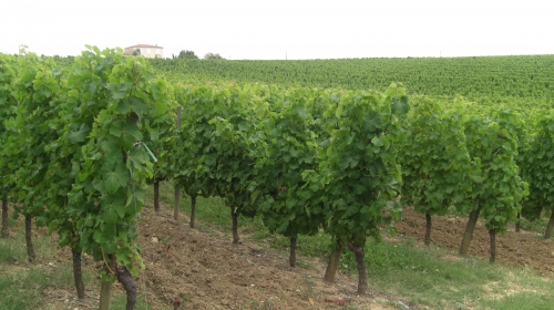 CHATEAU LA CAUSSADE