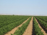 BODEGAS DON DIEGO