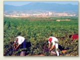 BODEGAS GRAN DUCAY
