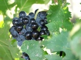 D'UVA