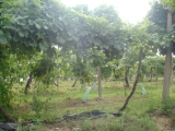 CANTINA CASTELNUOVO DEL GARDA