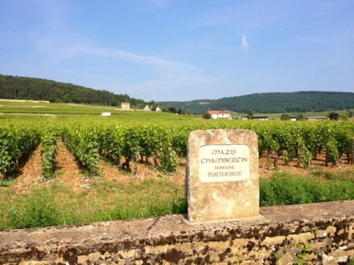 DOMAINE TORTOCHOT