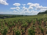 DOMAINE DES PERDRIX