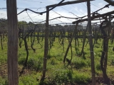 CANTINA GIARA