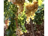 CANTINA GIARA
