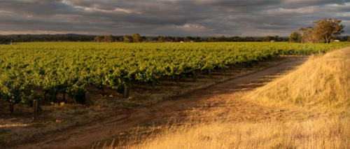 THE MUTE VINTNERS