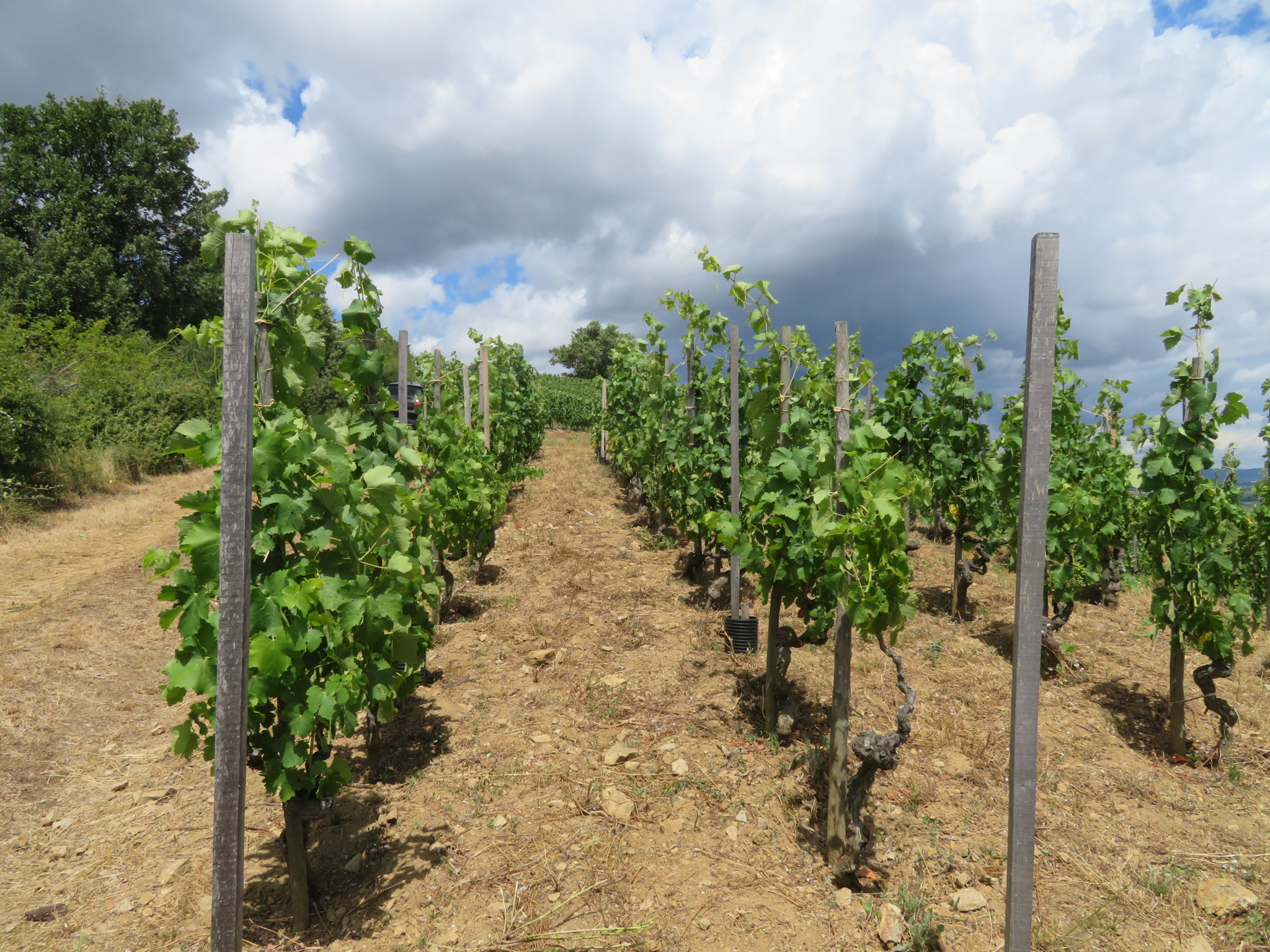 フランス、ローヌの生産者FERRATON PERE ET FILS(フェラトン・ペール・エ・フィス) | 輸入ワインの専門商社、株式会社ヴィントナーズ  Vintners Inc.